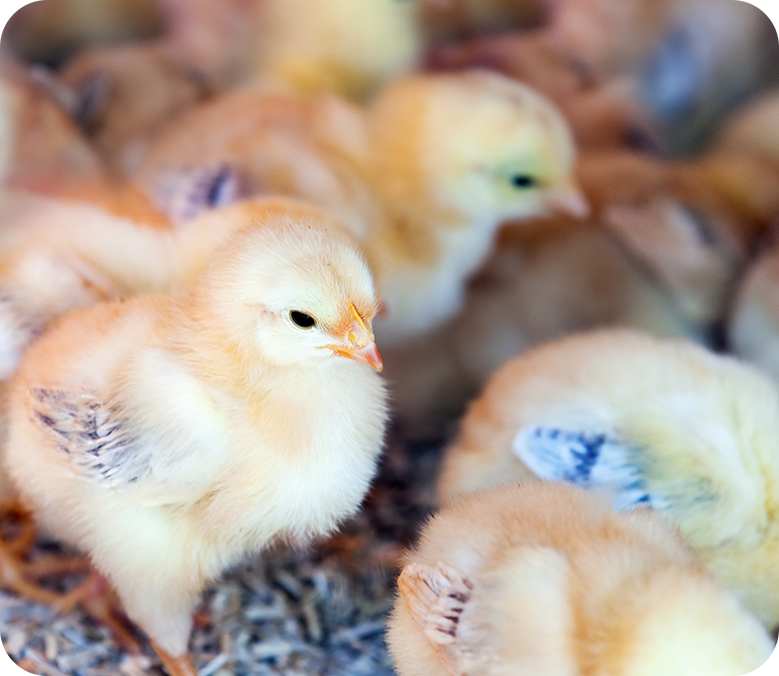 25-羟基维生素D₃骨化二醇